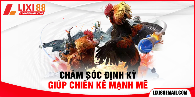 Chăm sóc định kỳ giúp chiến kê mạnh mẽ