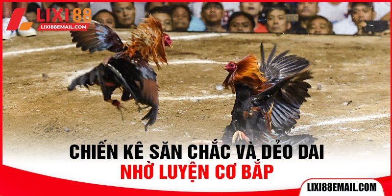 Chiến kê săn chắc và dẻo dai nhờ luyện cơ bắp
