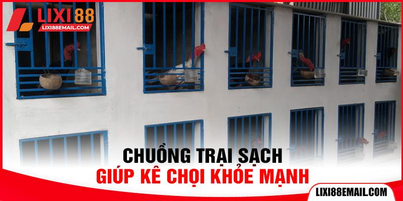 Vào Nghệ Cho Gà Đá - Hướng Dẫn Chi Tiết Từ Kê Thủ Giỏi