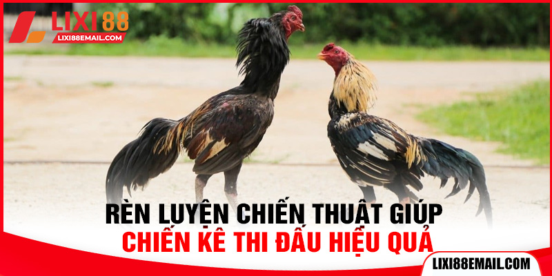 Rèn luyện chiến thuật giúp chiến kê thi đấu hiệu quả