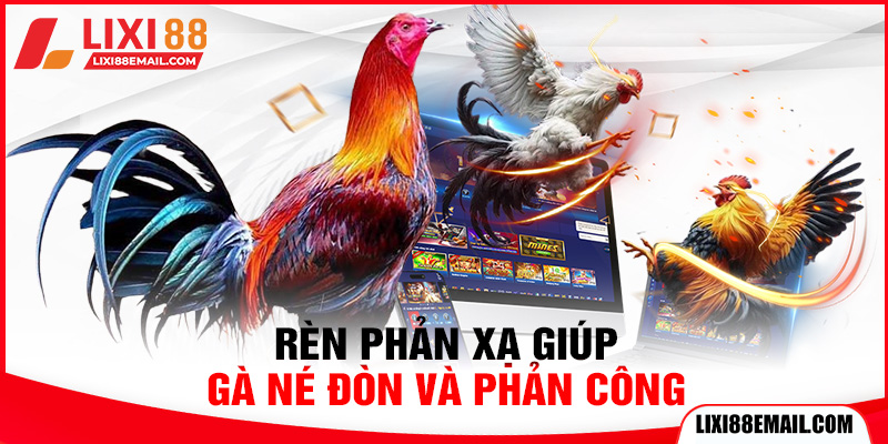 Gà Đòn Thái Lan - Hướng Dẫn Nhận Biết, Huấn Luyện Và Thi Đấu